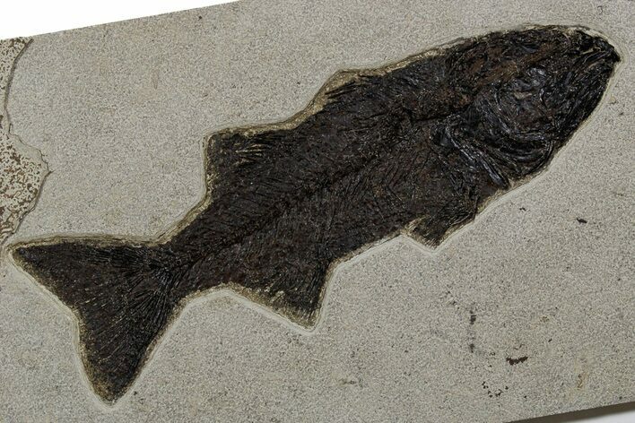 Uncommon Fish Fossil (Mioplosus) - Huge For Species! #349290